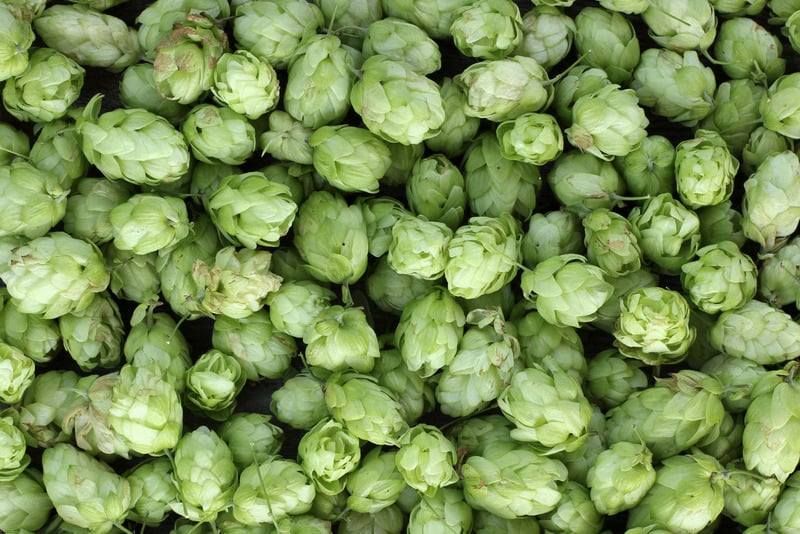 Fresh hops